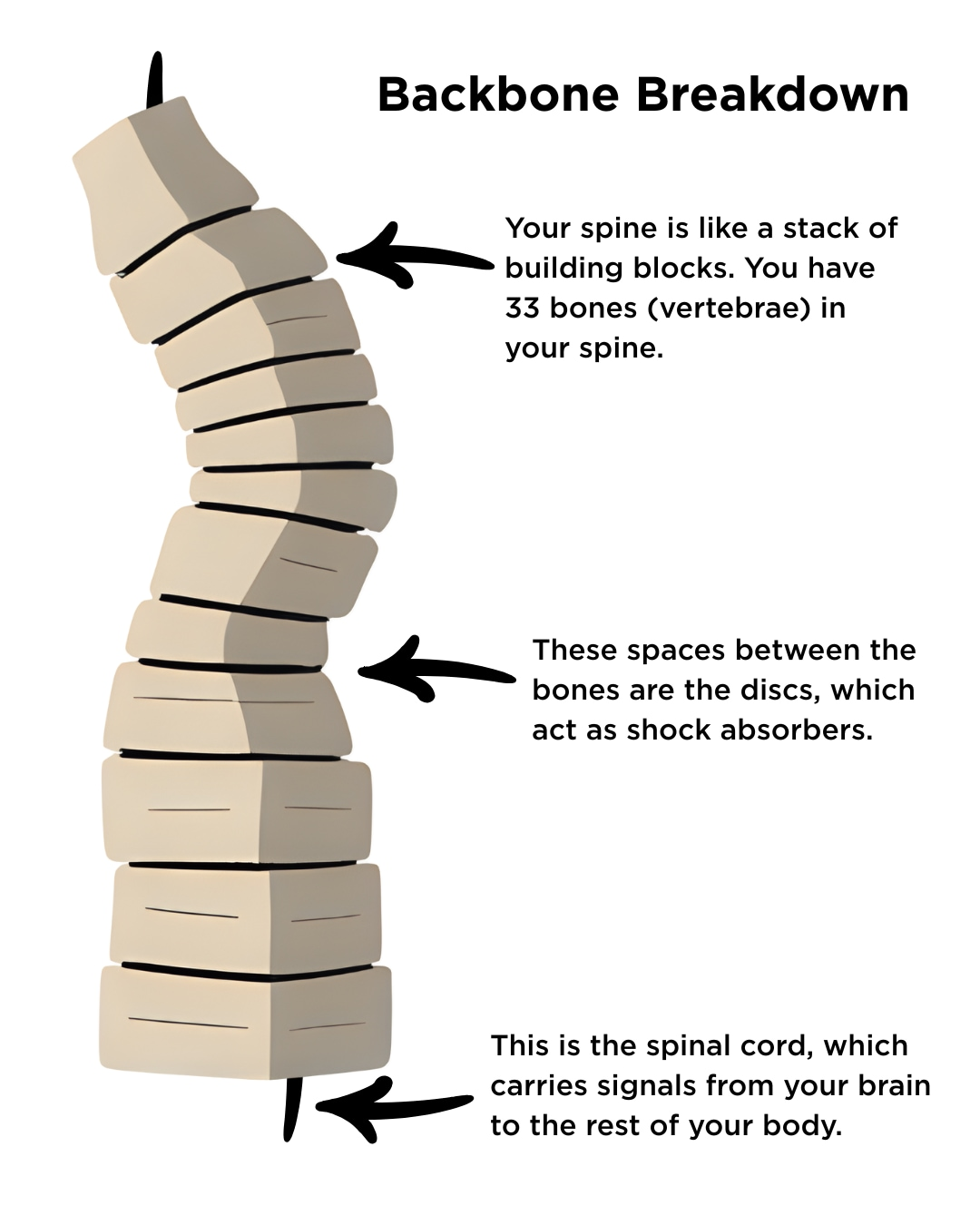 Infographic detailing the anatomy of the spine